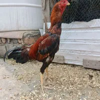 خروس لاری