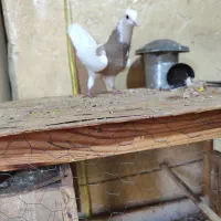 طوقی|پرنده|بندر ماهشهر, |دیوار