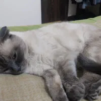 گربه اسکاتیش