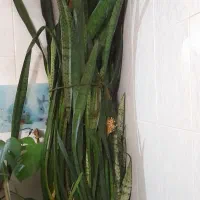 گل سانسوریا