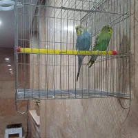 یه جفت مرغ عشق