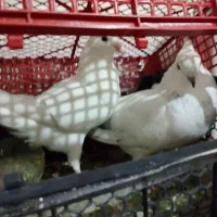 کبوتر تهرانی|پرنده|زاهدان, |دیوار