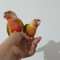 دو عدد طوطی گرینچیک  نر هردو فول رام و دستی