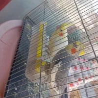 عروس هلندی مولد|پرنده|نورآباد, |دیوار