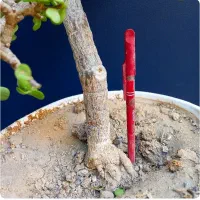 بنسای  خرفه ای.جید مینیاتور.گل .بونسای ورامین ژژ|گل و گیاه طبیعی|ورامین, ورامین|دیوار