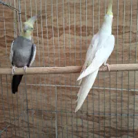 عروس هلندی جفت مولد