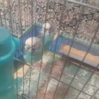 مرغ عشق مولد اینگلیسی دستی|پرنده|قدس, شهر‌قدس|دیوار