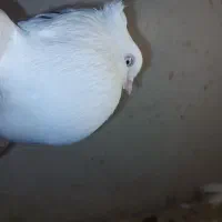 چشم و نوک سفید (اراکی )