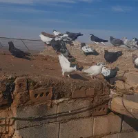 باسلام خسته نباشید خدمت عشقبازان یه ۳۵ تا کبوتر