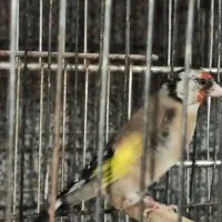 ماده سهره سه ساله آماده|پرنده|اهواز, گلستان|دیوار