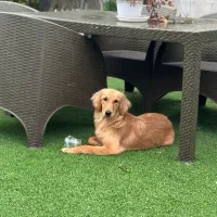 سگ گلدن رتریور واگذاری|سگ|گرگان, |دیوار