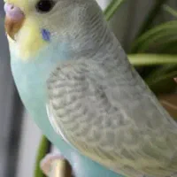 مرغ عشق گمشده