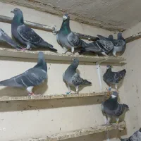 دوبر گیلانده|پرنده|اردبیل, |دیوار