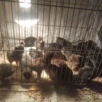 جوجه لری چند روزه|حیوانات مزرعه|شهرضا, |دیوار