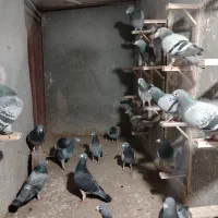 20 حیون زد و خوردی سبز و پولک