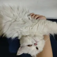 گربه پرشین ماده