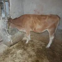گاو یا گوساله
