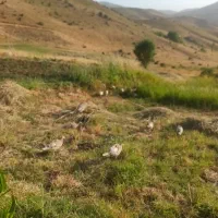 بوقلمون|حیوانات مزرعه|کامیاران, |دیوار