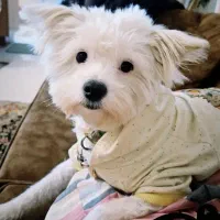 سگ تریر ماده گمشده