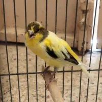 ماده قناری جوان + قناری نر|پرنده|خمینی‌شهر, |دیوار