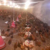 کارگر مرغداری با اسکان