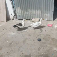 اردک نر پروازی اردک ماده