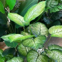 درختچه مصنوعی|گل مصنوعی|اهواز, گلستان|دیوار