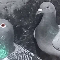 کبوتر پلاکی|پرنده|حمیدیه, |دیوار