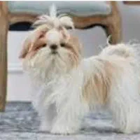 سگ شیتزو ماده