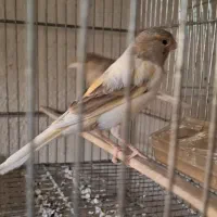 دوعدد ماده قناری ابلغ اهویی جفت خور سهره|پرنده|شیراز, پودنک|دیوار