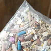 همستر بالغ تپلی با وسایل خونه چوبی|موش و خرگوش|مشهد, امام خمینی|دیوار