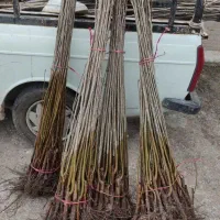 نهال صنوبر اصلاح شده