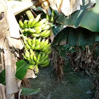 لیدر محلی گردشگری چابهار تور چابهار گردی