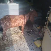 گوسفندپاکستانی|حیوانات مزرعه|ایذه, |دیوار