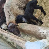 میش بره دار