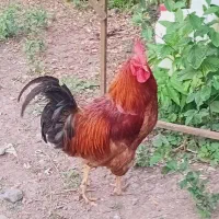 خروس دانا وزیبا وبالغ وخوش صدا