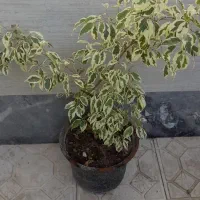 گل خانگی