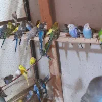 مرغ عشق جوجه