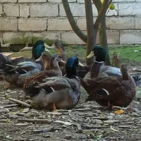 جوجه اردک روئن فرانسه