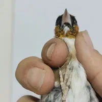 سهره چند نشون|پرنده|تهران, مینای شمالی (مخبر)|دیوار