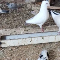 نر دم قهوه یی