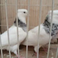 کلاغ سرخ وطوقی هفترنگ|پرنده|طرقبه, |دیوار