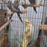 عروس هلندی