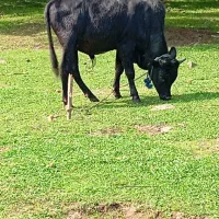 گوساله نر یا کلچه