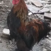 خورس زینتی