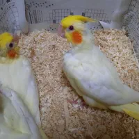 جوجه عروس لوتینو