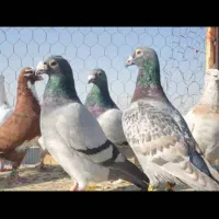 دسته پلاکی هوای نر ۲۴ عدد|پرنده|شیراز, آزادگان|دیوار