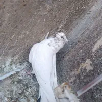 کبوتر پرشی|پرنده|سیرجان, |دیوار