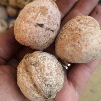 فروش گردوی درشت تازه امسال