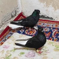 کبوتر